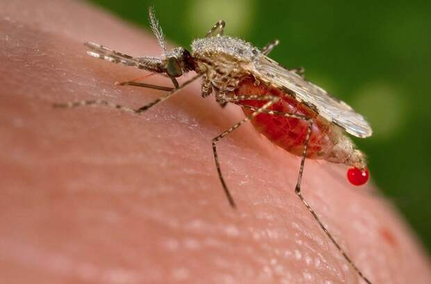Житель Уганды - гроза для комаров и других насекомых