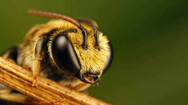 5 фактов о пчелах, которые изменят ваше представление о них Факты, Пчелы, Интересное, Длиннопост