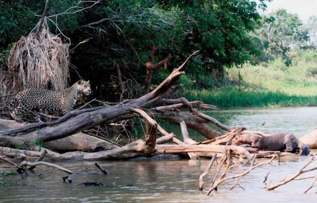 Исследователи организации Panthera сняли комическую сцену на реке Сан-Лоренцо в Пантанале jaguar, Пантанала, бразилия, выдра, животные, река, фото