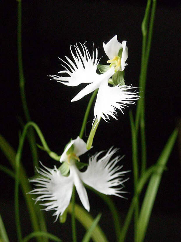 Orquídea Garça-Branca (Habenaria radiata) интересное, красота, орхидеи, флора, цветы