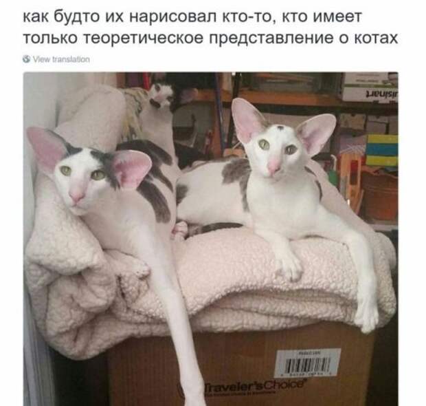 Прикольные картинки понедельника (41 шт)