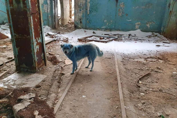Нашествие синих собак в Дзержинске и зелёных в Подольске. Что случилось с разноцветными животными на самом деле?