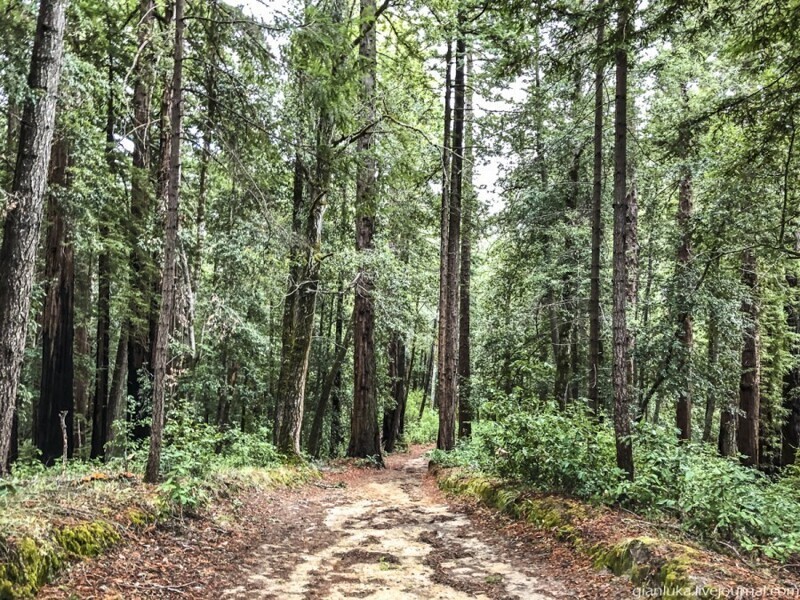 Из первых уст: Заблудиться в трёх секвойях, или Прогулка по парку Big Basin