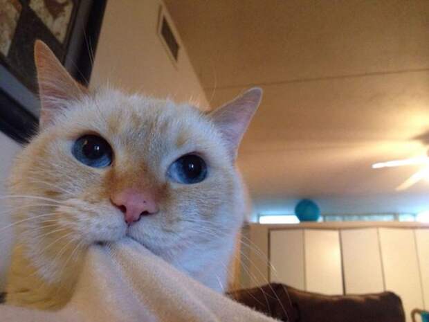 Назойливые коты (43 фото)