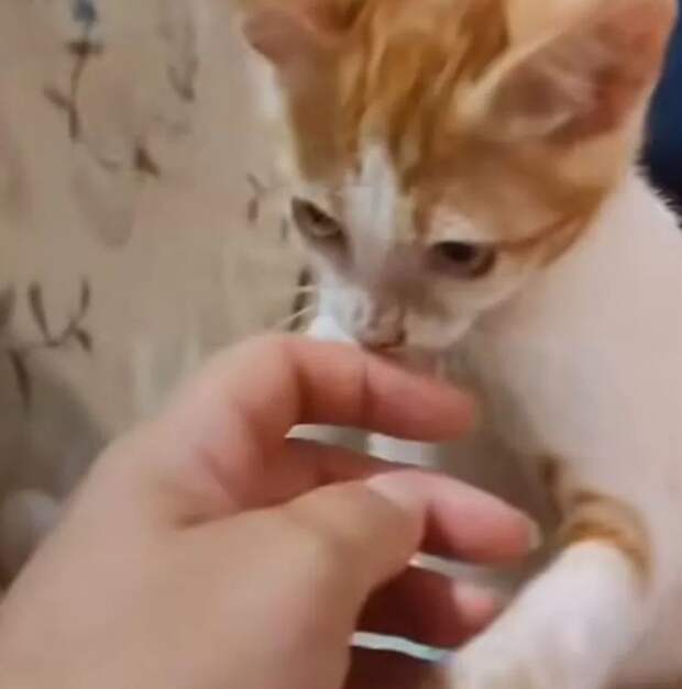 “Сгорел за один день. Мы все плачем и плачем”, – Гузеева рассказала о трагедии в семье