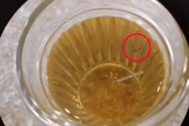 В Коми ребенку в школьной столовой дали компот с тараканом