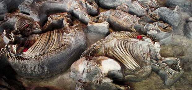 Большая часть скелетов принадлежит древним носорогам-телеоцеросам