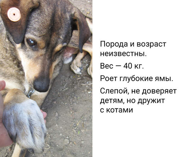 История о том, как я стала хозяйкой слепого пса из приюта