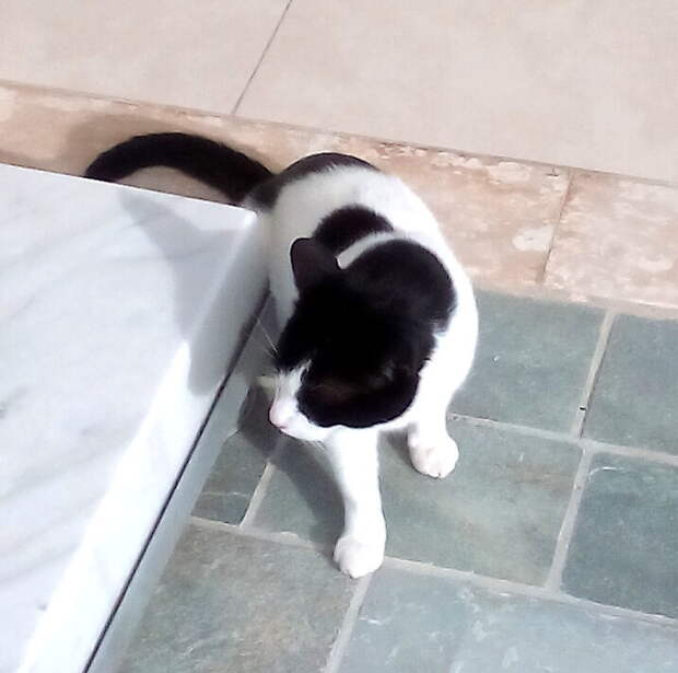 Кошка свободно разгуливает в одном солидном отеле на Кипре. Фото автора.