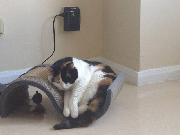 FatCats22 Толстокоты