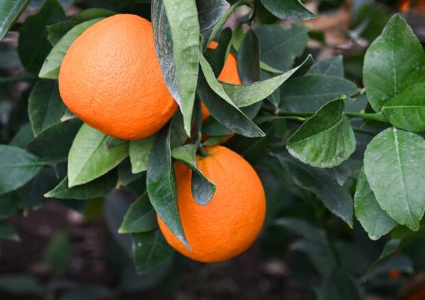 Врачи рассказали о последствиях ежедневного употребления апельсинов
