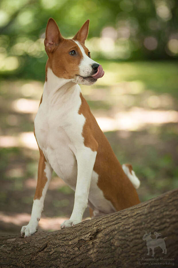 Басенджи - африканская нелающая собака. Фото