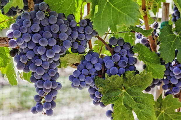 Сода поможет защитить виноград от серой гнили