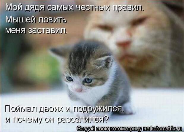 Лучшие котоматрицы недели (50 фото)