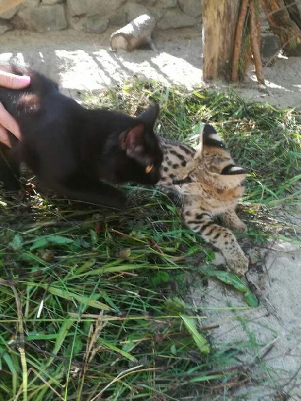 В Новосибирском зоопарке две домашние кошки стали приёмными мамами кораль, кошка, новосибирск, сервал