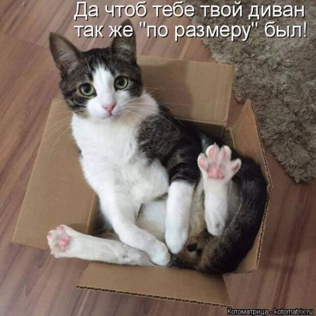 Лучшие котоматрицы недели (50 фото)