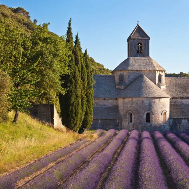 lavanda-foto-1-03-e1425555440992 (700x699, 177Kb)