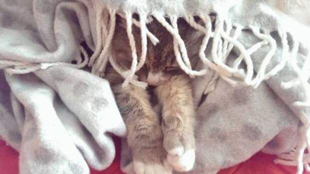 Спящие котята