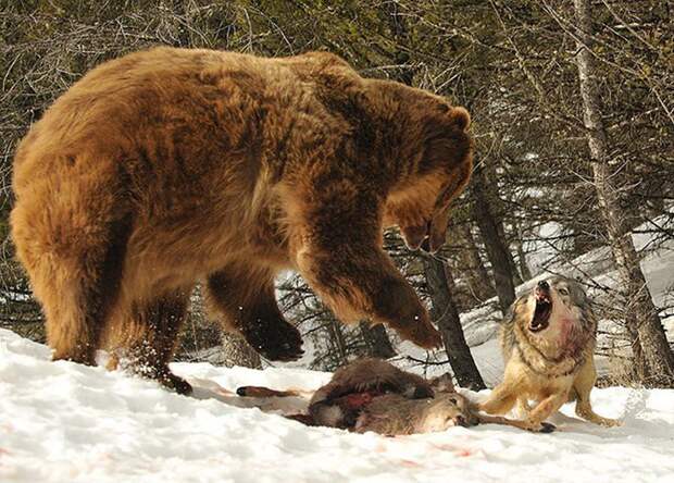 5. Волк против медведя. животные, коты