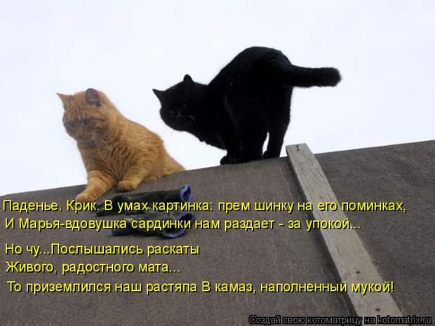Лучшие котоматрицы недели (50 фото)