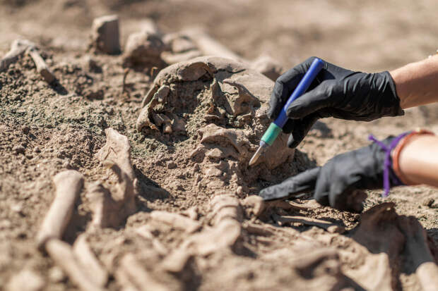 В Ростовской области обнаружен новый вид ископаемого барана