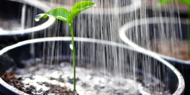 лучшая вода для полива растений