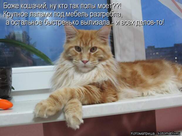 Котоматрица: Боже кошачий, ну кто так полы моет??! Крупное лапами под мебель разгребла,  а остальное быстренько вылизала - и всех делов-то!