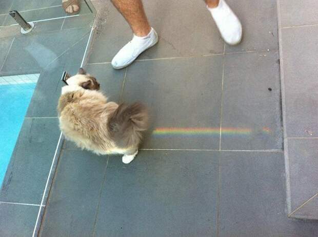 Nyan Cat в реальности