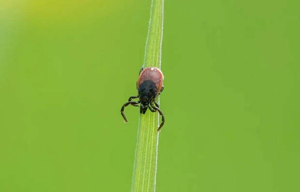 Роспотребнадзор дал тулякам рекомендации по защите от клещей