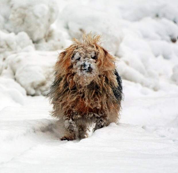 фотоконкурс смешных домашних животных, смешные фото домашних животных, Comedy Pet Photography Awards 2017