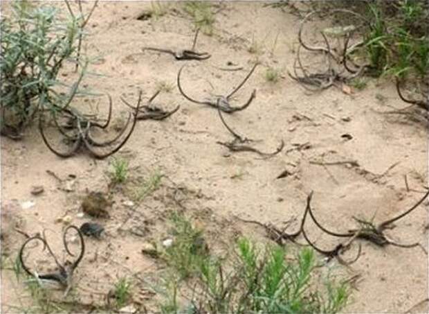 creepyplants19 Самые жуткие растения