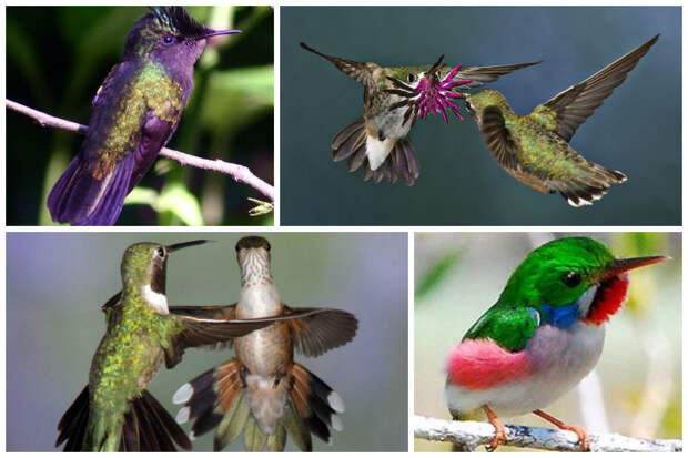 Самые крупные колибри вырастают аж на 20 см и весят до 21 грамма интересное, колибри, природа, птицы, факты, фауна