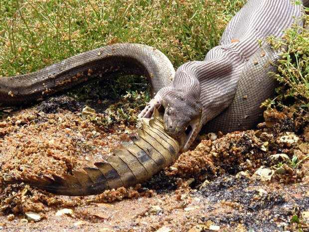 Этому крокодилу повезло меньше. Его съела змея.