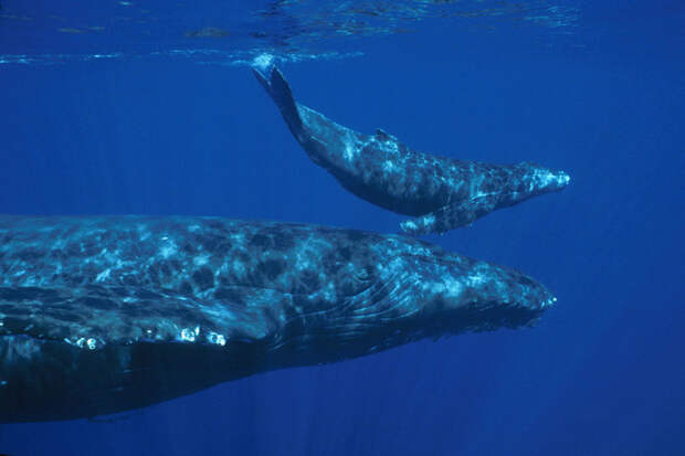 9. Национальное управление океанических и атмосферных исследований США опубликовало потрясающую фотографию горбатого кита с китёнком у Гавайских островов интересные факты, наука, новости