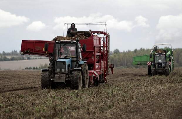 Запахло жареным: грозит ли России картофельный кризис