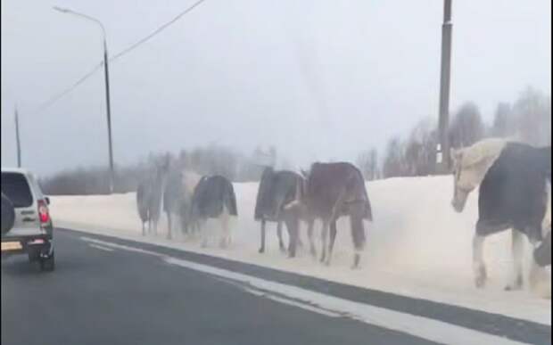 В Рязани на Северной окружной водители заметили табун лошадей