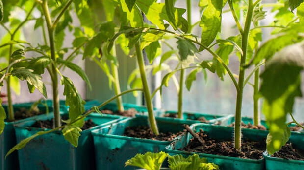 Секрет грязного пальца и бумага от потопа: 5 способов, чтобы спасти рассаду томатов в апреле