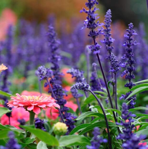 Сады Бутчартов (Butchart Gardens), остров Ванкувер, Канада