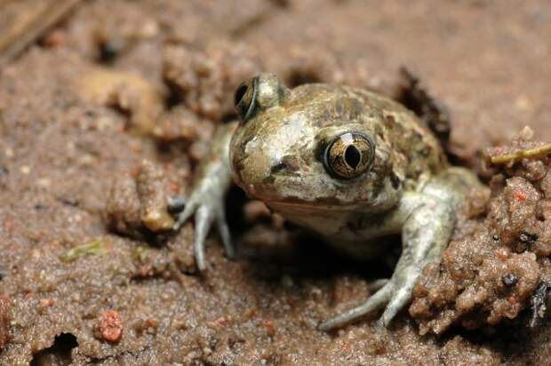 6 видов лягушек, которые живут на вашей даче