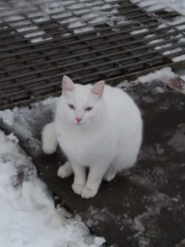 Зимний дачный конкурс "Найдите белого котика!" продолжается. Смотрите внимательно