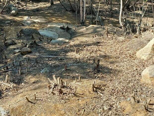 На берегу Кайдаловки вырубили кусты ивы