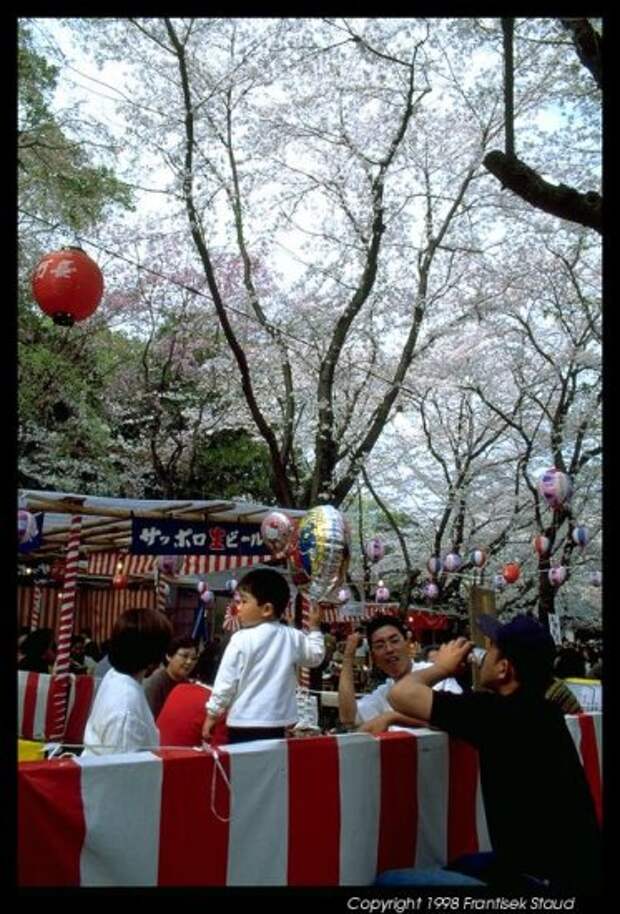 Hanami - время любования цветущей сакурой