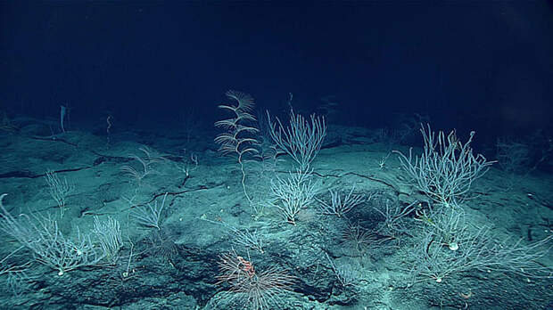 Новые загадочные существа со дна Марианской впадины животные, интересно знать, океан, факты