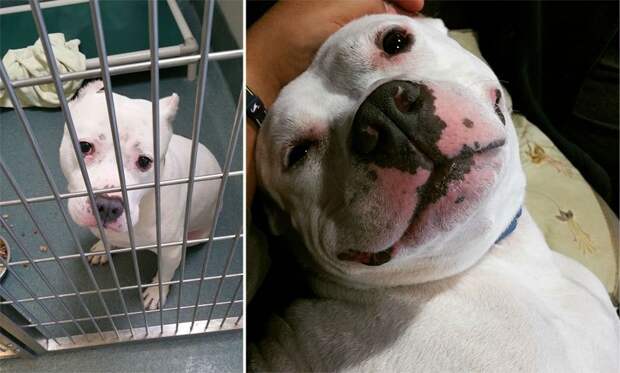 before-and-after-photos-of-adopted-dogs-1