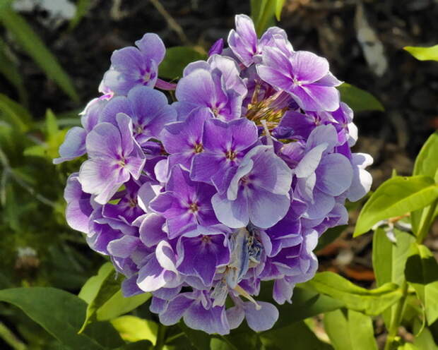 Флокс метельчатый (Phlox paniculata)