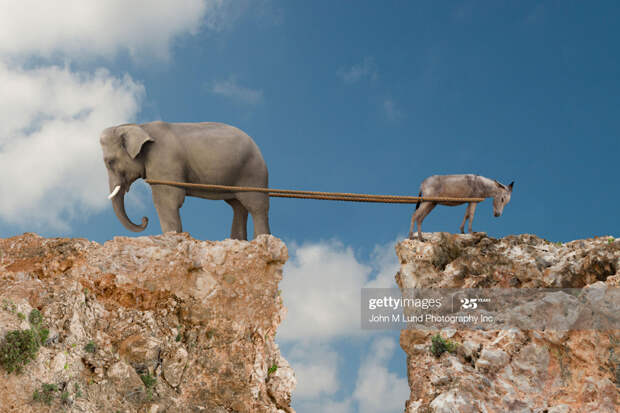 Donkey-Elephant-Tug