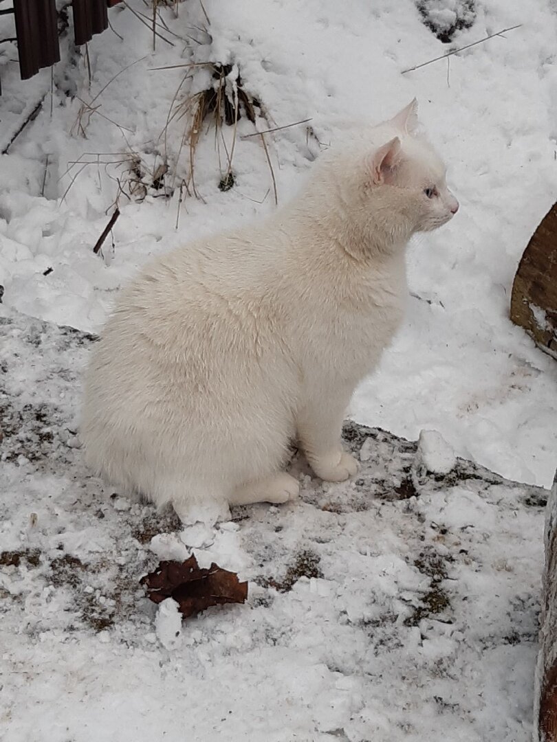 Зимний дачный конкурс "Найдите белого котика!" продолжается. Смотрите внимательно