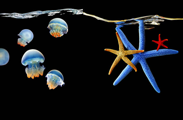 3925073_Sea_Mark_Laita_2 (700x461, 191Kb)