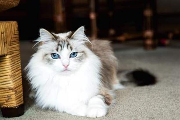 Ragdoll