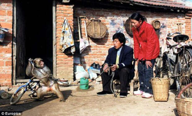 Деятельность мужа подтолкнула Джао к тому, что она начала кормить обезьян своим молоком (фото: dailymail.co.uk)